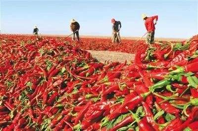 內蒙古開魯縣：紅干椒產業大會成果豐碩
