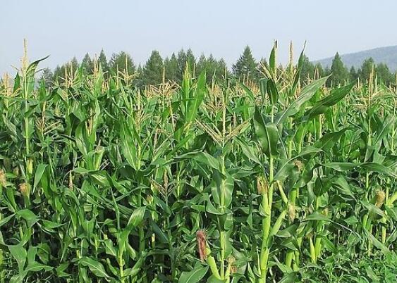 河南省玉米良種聯合攻關項目取得階段性新成果