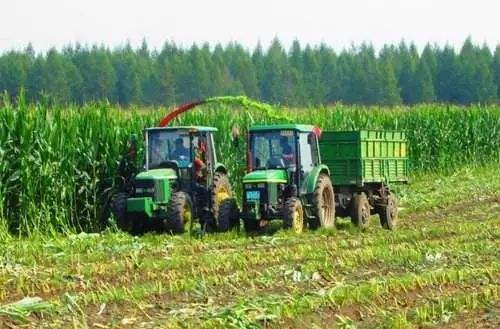 不斷強化農牧循環、扶持投入 廣西糧改飼又上層樓