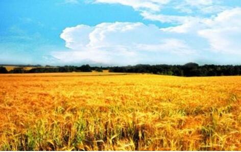 旱澇無常，全球農產品供給迎大考