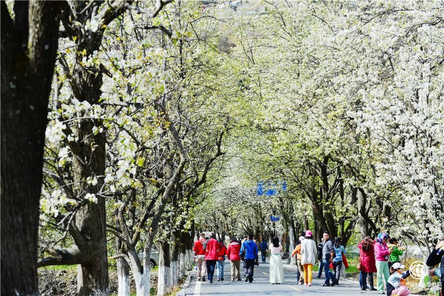 三月金川：綿延百里的古樹梨花將翩翩綻放
