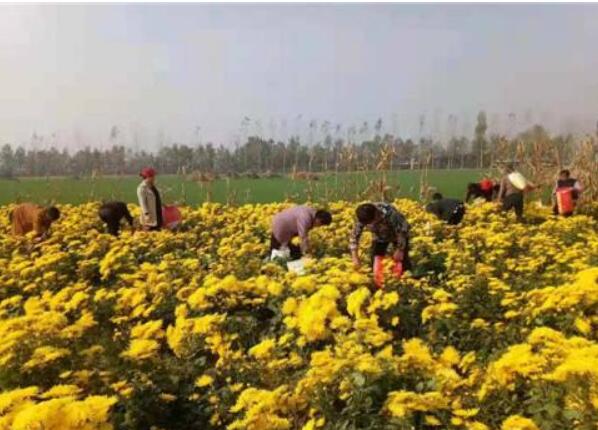 河南鹿邑：特色農業鼓起群眾“錢袋子”