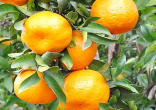 中國椪柑之鄉——湖南省瀘溪縣