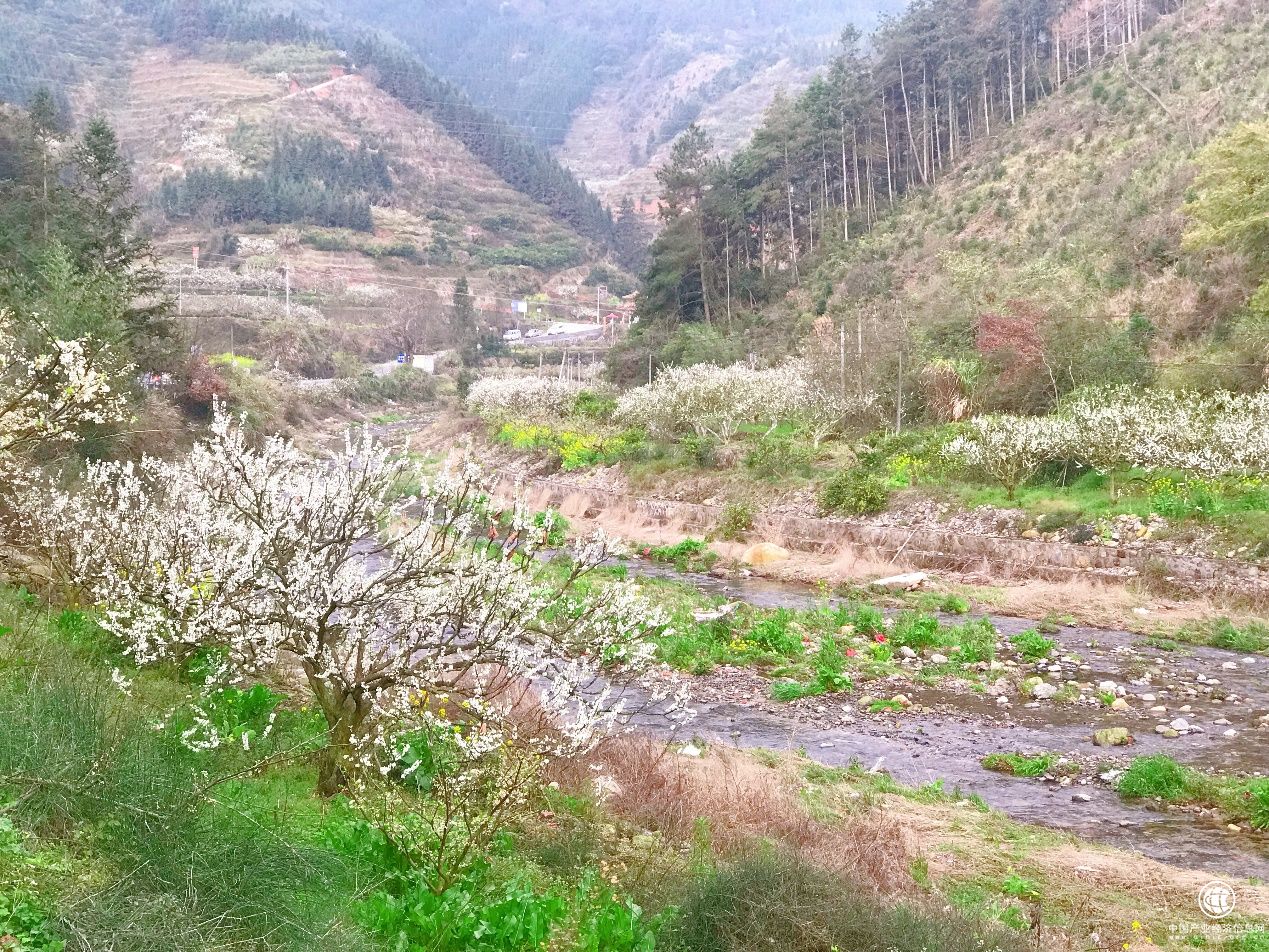 醉美3月 順豐大當家邀你赴水果原產地邂逅春光