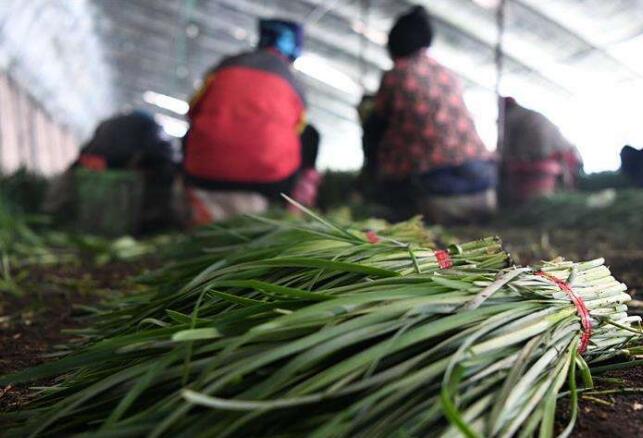 黑龍江寧安：韭菜“打捆”賣，農戶抱團干