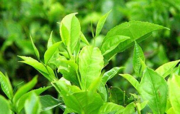 2018年主要出口植物提取物數據大盤點