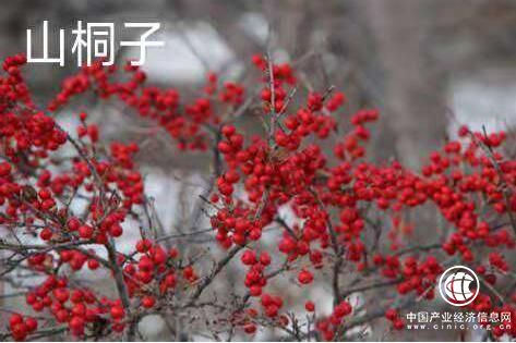 魅力鄉村·生機劉集