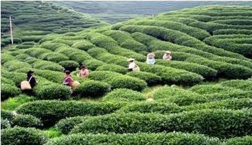 河南：到2025年十大優勢特色農業產值達到6500億元