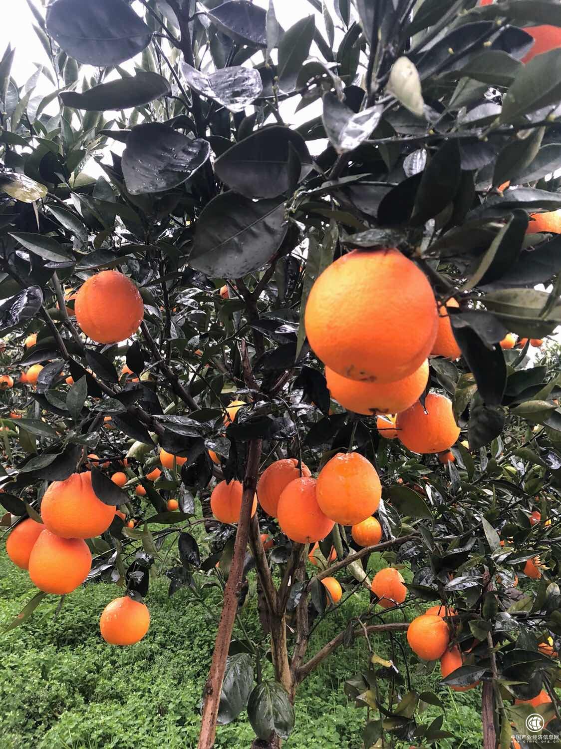 長江三峽獨特的地貌，讓秭歸種出可以過冬的臍橙。