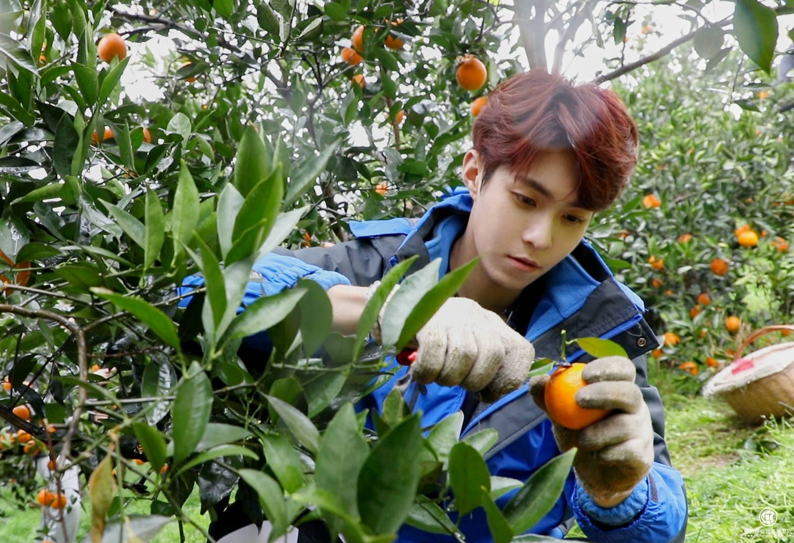 坤音四子成員之一的岳岳在采摘秭歸臍橙，助力貧困縣農產品走出大山。_meitu_4