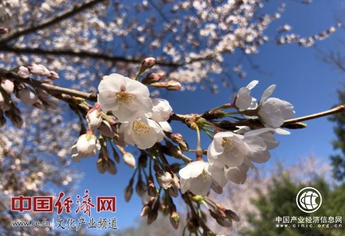 王慧敏：大力推進花文化創意產業 