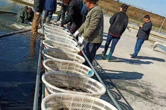清洋湖:擴大生產規模 增加養殖面積 再添新助力
