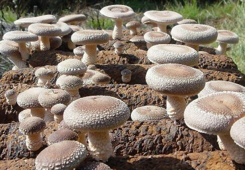 湖北遠安：小香菇“轉型記”