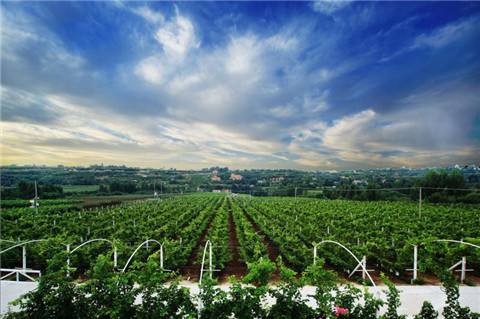 陜西楊凌示范區提質升級引領現代農業發展