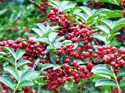 麻辣之鄉的鄉村振興“三重奏”——甘肅隴南花椒產業發展見聞