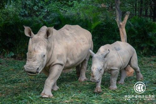 動物界廣“犀”三月三 —長隆白犀牛大種群成功繁育我國首只“子二代”