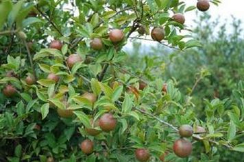 湖北油茶產業產量效益雙提升