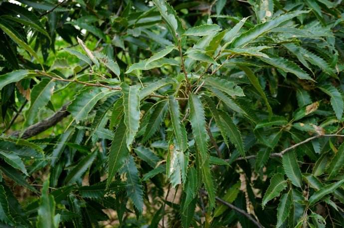 安徽滁州麻櫟產業帶動人均增收千余元