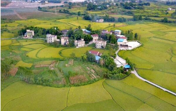 農業產業強鎮示范建設四川省再獲22席 數量居全國第二