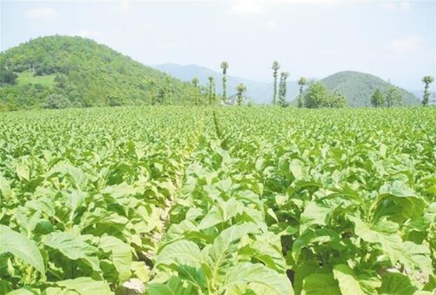 “輸血”結合“造血” 重慶巫山8萬貧困戶“摘帽”