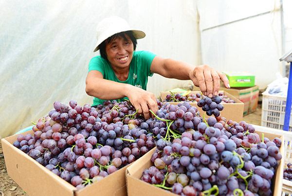 我國累計培訓產業扶貧帶頭人83.3萬