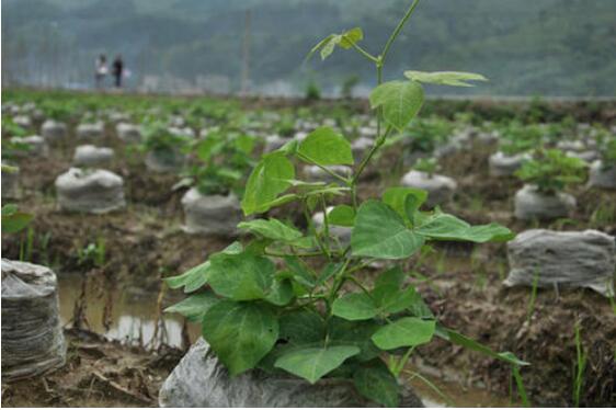 湖南：傾力打造葛根產業“航母”