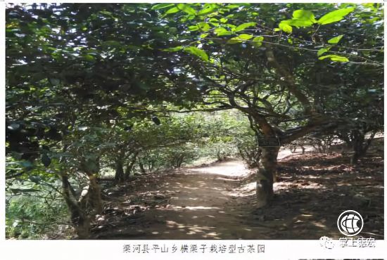 德宏將舉辦古茶樹采摘儀式，這些古茶樹資源值得你了解！