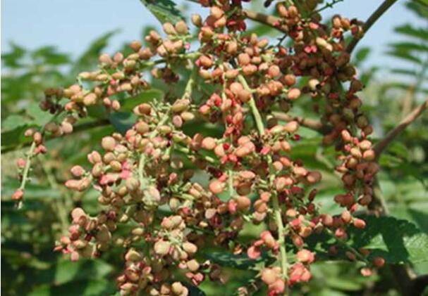 湖北五峰：大力發展五倍子產業