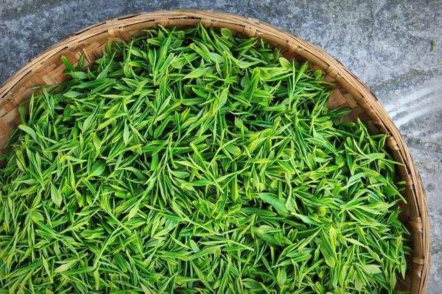 打造中國茶葉民族品牌 春倫茶業力推茶文化