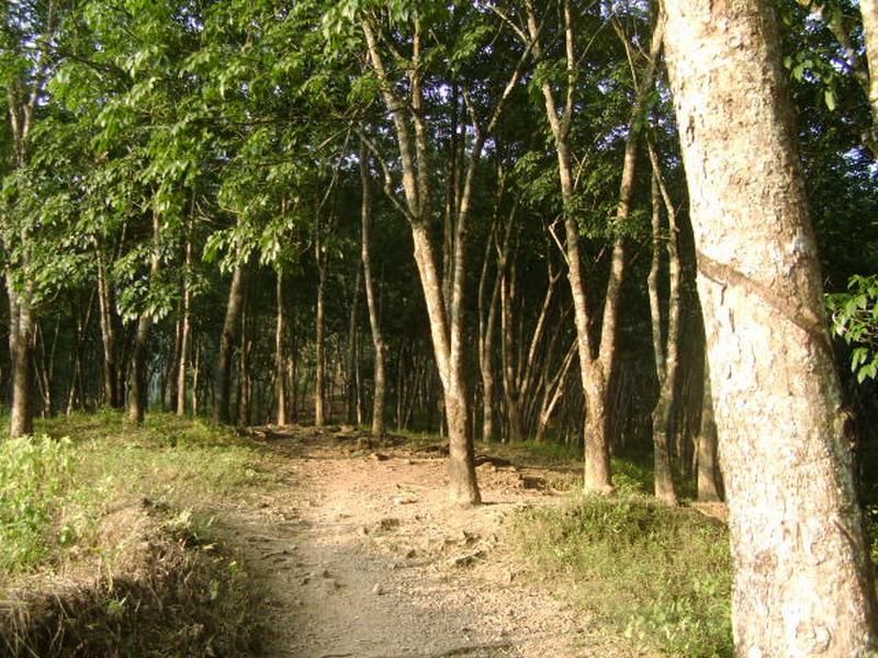 海南省省長：圍繞全產業鏈謀劃推動橡膠產業可持續發展