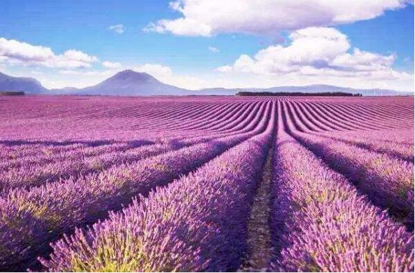 新疆發展“紫色產業”任重道遠，如何“突圍”？