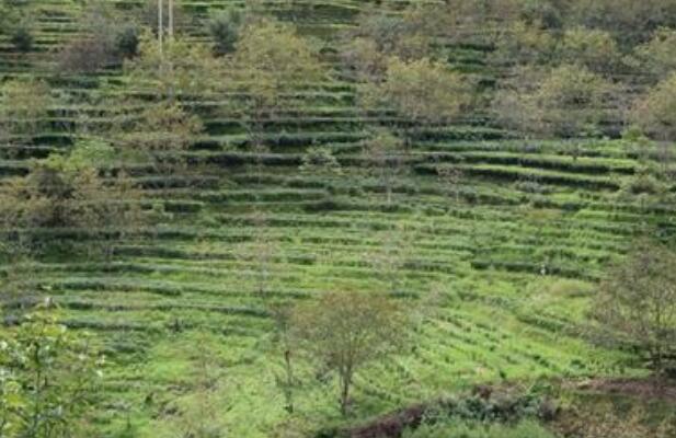 前10個月河南安排農林水支出1129.8億元