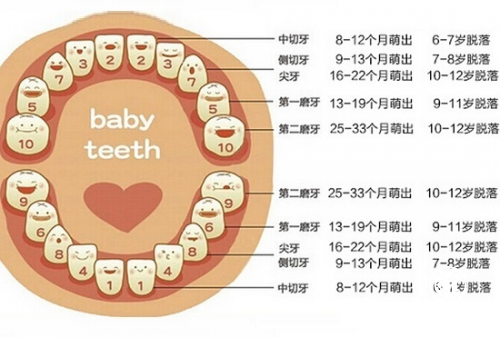 牙髓干細胞，藏在乳牙里的寶藏