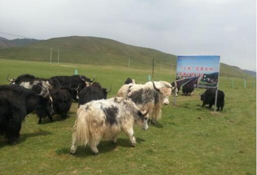 “中國牦牛之都”青海玉樹：牦牛產業牛勁十足