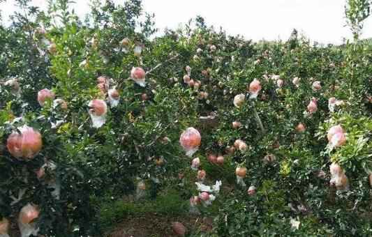 廣東農特產品加快“出圈”