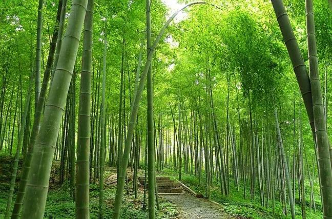 我國林業產業總產值超9.2萬億元