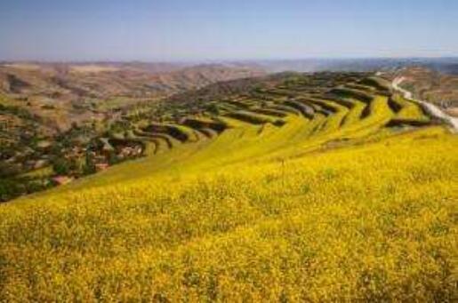 全國專家聚焦甘肅會寧：油菜帶動“三產融合”助農脫貧