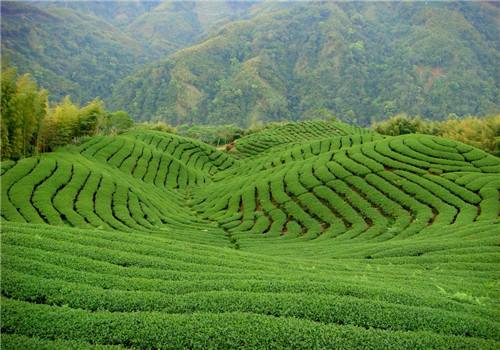 河南：厚植生態含“綠”量 提升產業含金量