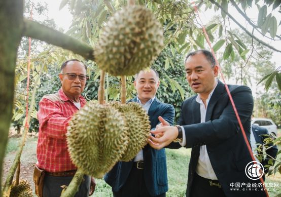 長在深山的純天然野蘋果？蘇寧618有望嘗到！