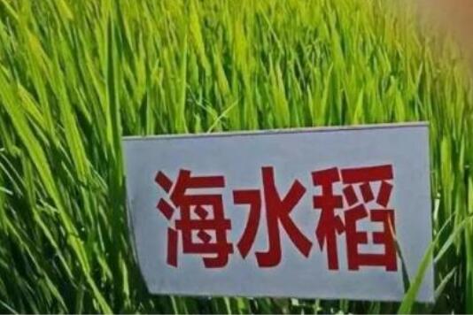 內蒙古興安盟海水稻畝產稻谷再破千斤