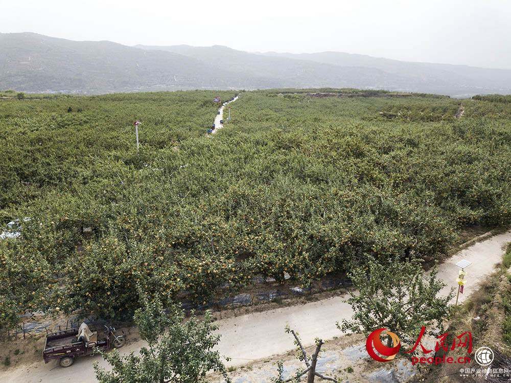 蘋果產業助力甘肅靜寧農民打贏脫貧攻堅戰