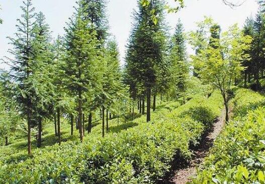 2019年全國林木種苗質量穩中有升