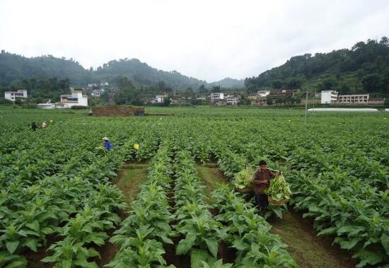 云南鳳慶縣做實生態扶貧文章