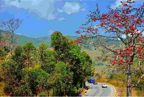 中國咖啡第一村“獨走”鄉村旅游路