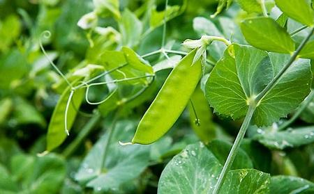 青海省湟源縣；有機肥替代化肥 讓農產品更“綠”