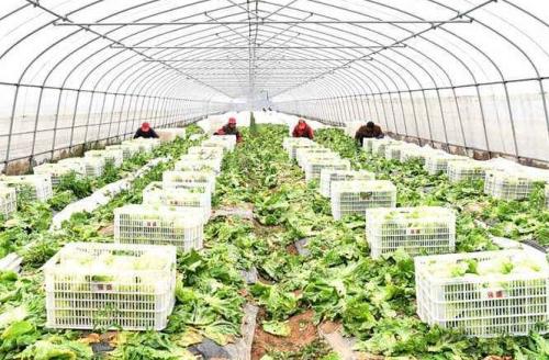 “十三五”河南省大宗蔬菜產業技術體系交出亮眼成績單