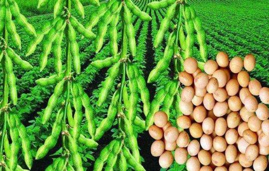 節后國內大豆市場迎來“小陽春” 后期價格行情如何把握？