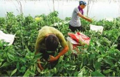 四川加大易地扶貧搬遷后續扶持力度 明年底實現有條件搬遷家庭至少1人就業