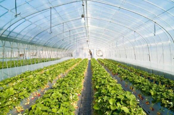 吉林省梨樹縣大力推動棚膜經濟發展