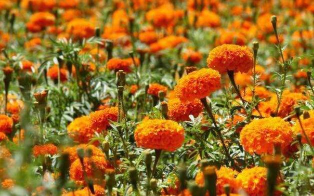 甘肅省臨澤縣：產業扶貧托起脫貧致富夢